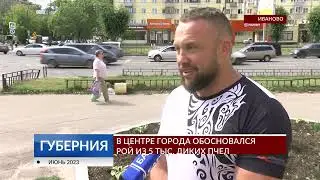 В Иванове в центре города обосновался рой из 5 тысяч диких пчел