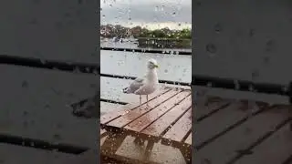 Английская чайка #shorts