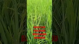 PADI MULAI BERISI