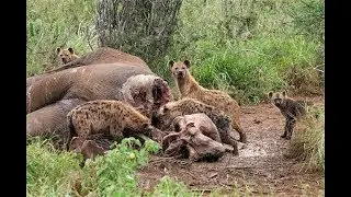 один слон мертв, стать пищей для Гиены грифы - обезьяна, тигр, леопард