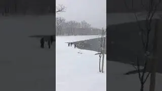 Лебеди и лёд.