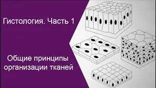 Общие принципы организации тканей
