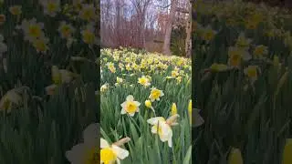 This is your sign to plant daffodils en masse. Happy first day of spring! 🌼 