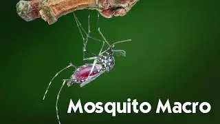 Mosquito macro
