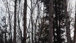Манили рябчика с Игорем