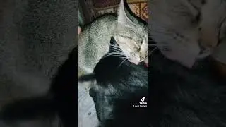 MY love cat family u