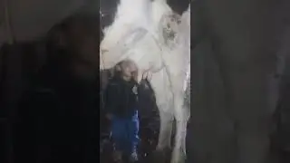 Ну ОЧЕНЬ захотелось парного молока   Не отходя от коровы
