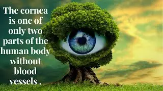 The cornea is one of only two parts of the human body without blood vessels .