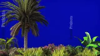 The branches of palm tree and Tropical plant in the wind on blue screen. Beautiful summer looped