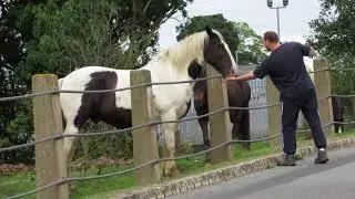 URBEX NINJA Giving Horses Strong Mints