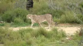 Carrera de un Cheetah - Inverdoorn Sudafrica