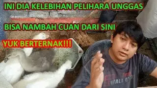 bersihin kandang angsa ganti sekam biar dapet cuan-peternak milenial diatas rumah #episode 11