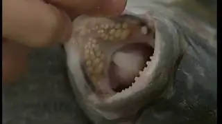 Réussir la pêche cotière avec la technique du surfcasting