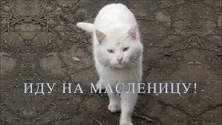 Иду на Масленицу - кот Снежок!
