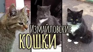 Измайловские КОШКИ: стерилизация и пристройство.