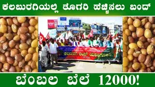 ತೊಗರಿ ರೈತರು ಅಕ್ರೋಶ!! ಕಲಬುರ್ಗಿಯಲ್ಲಿ ತೊಗರಿ ಬೆಂಬಲ ಬೆಲೆ ಹೆಚ್ಚಿಸಲು ಬಂದ್! Rise tur price @BealertJob