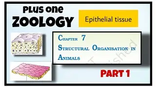 Structural organization in animals
