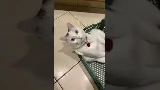 Смешной кот Оскар 😺🐈😺
