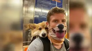 Stage 5 Clinger: Doggo Edition #Shorts