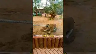 Liger vs. athletes. 