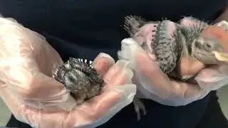 Baby Downy Woodpecker VS Pileated Woodpecker size #woodpecker #animals #babyanimals