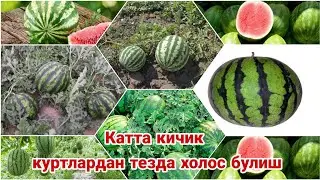 Абу жахл тарвузининг шифобахшлиги_Abu jahl tarvuzining shifobaxshligi.