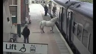 Cool Freaking Horse.