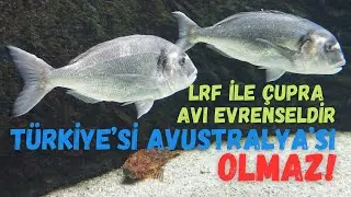 LRF ile Çupra Avı Evrenseldir: Türkiye'si Avustralya'sı olmaz!