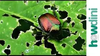 Organic pest control - Natural bug and insect repellents