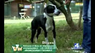 03/12/13 - Rifugio il Bau di Alpignano - QuartaReteTV