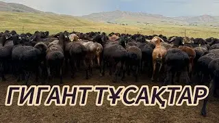 450 БАС ҚАРА ТҮСТІ ТҰСАҚ сатылады ГИГАНТТАР