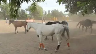Horses