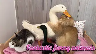 When a Cat and Duck Dine! 🐱🦆😂 #EpicFeastFails #UnlikelyFriends