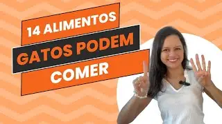 14 alimentos que gatos podem comer 👍