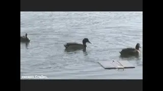 Весенняя охота на селезня с подсадной уткой.4.