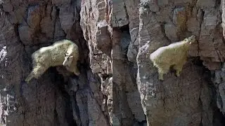 11 Pictures of Unbeliable Crazy Goats on Cliffs