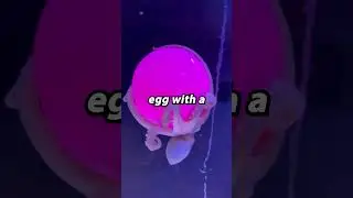 Octopuses love easter 🐣 