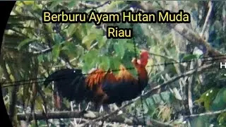Berburu ayam hutan Riau