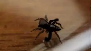 Araignée saitis barbipes male