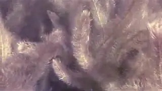 Подводные пейзажи чистого озера