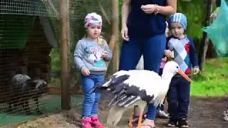 Покормите аиста!