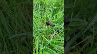 6 seconds of slug