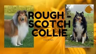🔥Rough - Scotch Collie - Origins