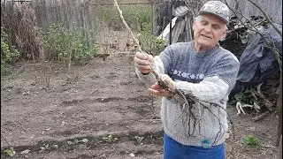 ПОСАДКА СМОРОДИНЫ