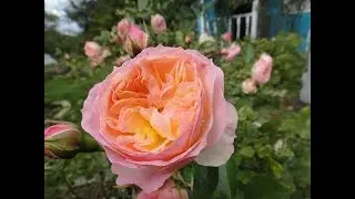 Delicate Beauty ROSE 