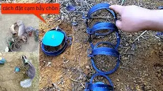 Hướng dẫn anh em đặt bẫy cạm chồn an toàn hiệu quả