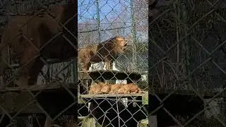 Лев рычит