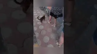 Голодные  коты выпрашивают еду. Hungry cats, ask food.