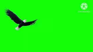 EAGLE GREEN SCREEN | NO COPYRIGHT | 100% COPYRIGHT FREE