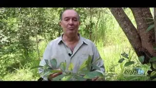 NATURAL TREATMENT FOR PREGNANT - FAITH HERB - Medicinal Plants